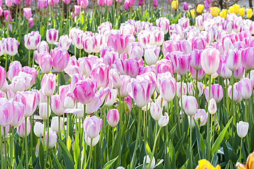 Tulip 'Shirley' in bloom in a garden