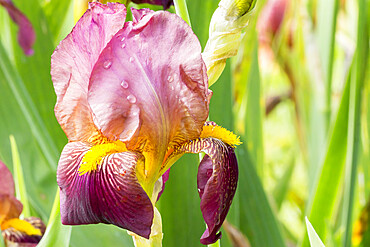 Iris Germanica 'Hautbois' Breeder : Vilmorin 1950