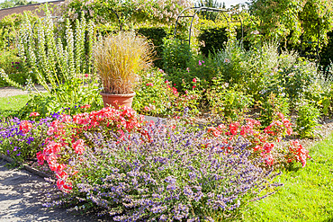 Rosa 'Douceur Normande', Nepeta faassenii 'Walker's Low', Ecole du Breui, Paris, France