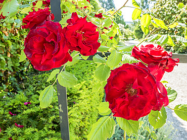 Rosa 'Guinee' Breeder : Mallerin (FRA) 1938