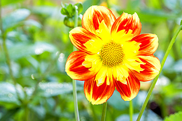 Dahlia 'Pooh' Breeder : Swan Island Dahlias (NDL) 1998