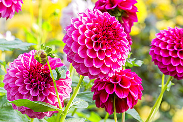 Dahlia 'Jowey Veronique' Breeder : Weyts (BEL) 2015