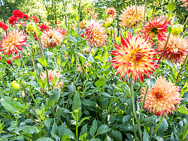 Dahlia 'Isadora' Breeder : Gryson (BEL) 2002