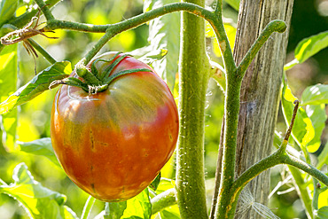 Tomate 'Coeur de Boeuf'