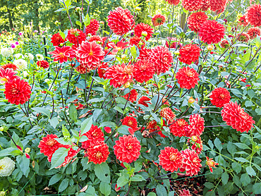 Dahlia 'Bettina Verbeek'