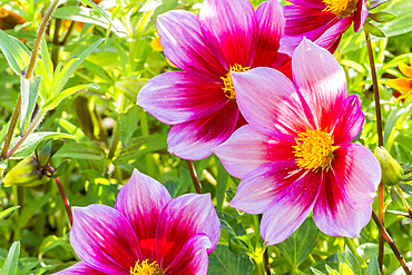 Dahlia ?Heroïne' Breeder : Turc (FRA)