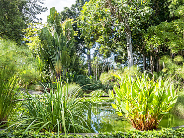 Sagittaria, Papyrus, Nympheae, Bassin central du Jardin de Aclimatacion de la Orotava, Ravenala madagascariensis, Puerto de La Cruz, Tenerife, Iles Canaries, Espagne