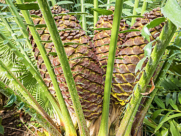 Encephalartos laurentianus