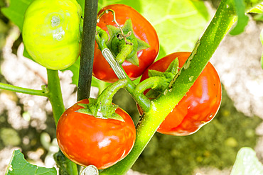 Tomate des Cannibales