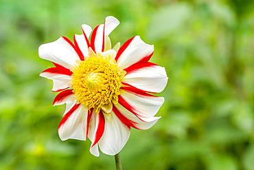 Dahlia 'Asahi Chohje' Breeder : Kyohno (JAP) 1962