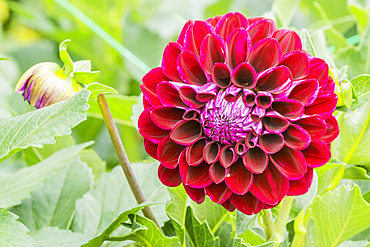 Dahlia 'Willi Jason' Breeder : Marita Liebe (GER)