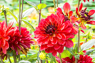 Dahlia 'Antibes' Breeder : Barbee (NDL) 2007