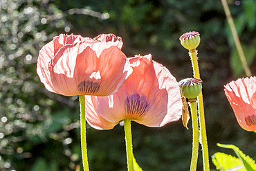 Papaver orientalis 'Royal Wedding'