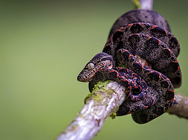 Amazon Tree Boa (Corallus hortulanus), juvenile, Madre de Dios, Peru