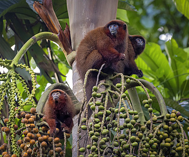 Brown Titi Monkey (Plecturocebus brunneus), feeding on palm fruit, Madre de Dios, Peru