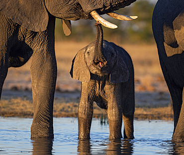 African Elephant (Laxodonta africana), calf touching female?s tusk, Hwange National Park, Zimbabwe, July