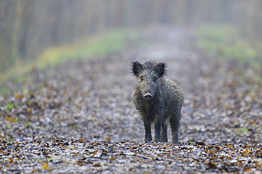 Wild boar on path, Sus scrofa, Germany, Europe