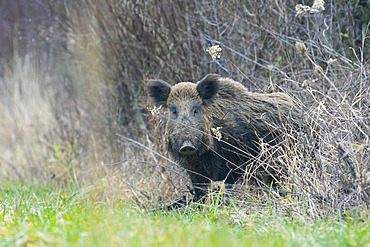 Wild boar, Sus scrofa, Tusker, Germany, Europe