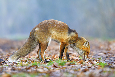 Red fox sniffs the ground, Vulpes vulpes, Hesse, Germany, Europe