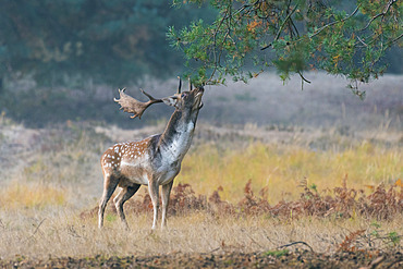 Fallow deer in autumn, Cervus dama, Germany, Europe