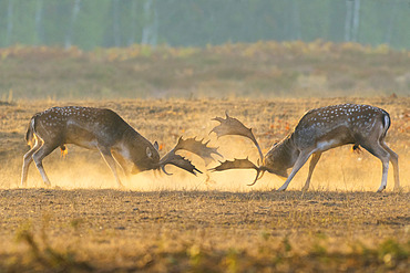 Fighting Fallow Deers at Rutting Season, Cervus dama, Hesse, Germany, Europe