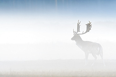 Fallow deer on misty morning, Cervus dama, Germany, Europe