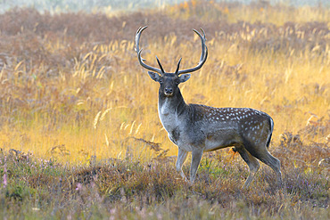 Fallow deer in autumn, Cervus dama, Germany, Europe