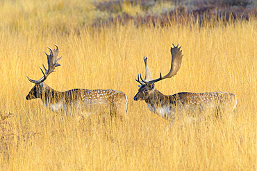 Fallow deers in autumn, Cervus dama, Germany, Europe