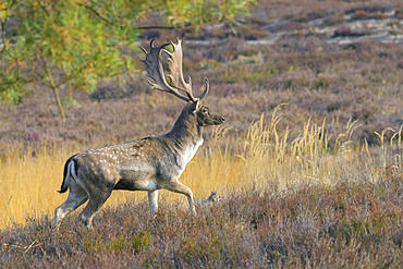 Fallow deer in autumn, Cervus dama, Germany, Europe