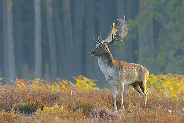 Fallow deer in autumn, Cervus dama, Germany, Europe