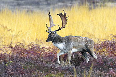 Fallow deer in autumn, Cervus dama, Germany