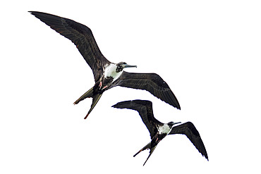 Magnificent frigatebird (Fregata magnificens) in flight, Cayo LImon, Gulf of Honduras, Belize