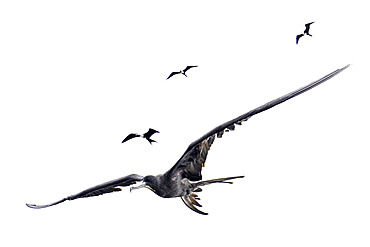 Magnificent frigatebird (Fregata magnificens) in flight, Cayo LImon, Gulf of Honduras, Belize