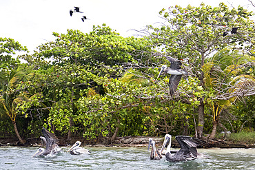 Brown pelican (Pelecanus occidentalis) fishing, Cayo LImon, Gulf of Honduras, Belize