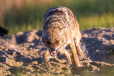 Eurasian golden jackal (Canis aureus moreoticus) threating, Danube delta, Romania