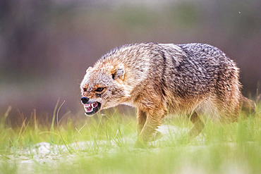 Eurasian golden jackal (Canis aureus moreoticus) threating, Danube delta, Romania