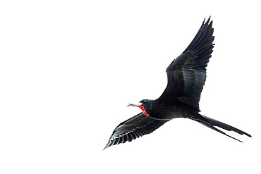 Magnificent frigatebird (Fregata magnificens) in flight, Gulf of Honduras, Livingston, Guatemala