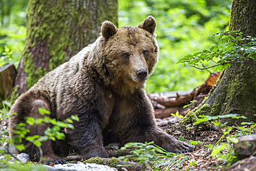 Eurasian brown bear (Ursus arctos arctos) sitting, Slovenia