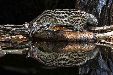 Common genet (Genetta genetta) at the waters' edge, Extremadura, Spain