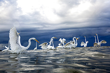 Great egret (Egretta alba) in the water, mouth of the Rio Dulce, Gulf of Honduras, Livingston, Guatemala.