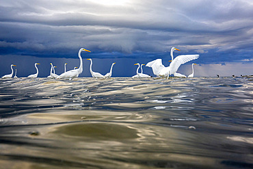 Great egret (Egretta alba) in the water, mouth of the Rio Dulce, Gulf of Honduras, Livingston, Guatemala.