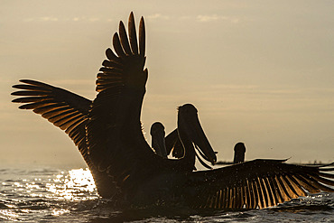 Brown pelican (Pelecanus occidentalis) on the water, mouth of the Rio Dulce, Gulf of Honduras, Livingston, Guatemala