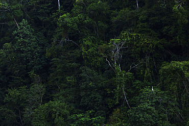 Great egret (Egretta alba) in the bank of the Rio Dulce, Guatemala.