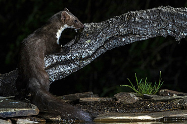 Beech marten (Martes foina) on a trunk, Extremadura, Spain