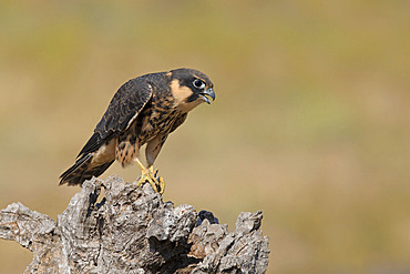 Eurasian Hobby (Falco subbuteo) young on dead tree, Tuscany, Italy