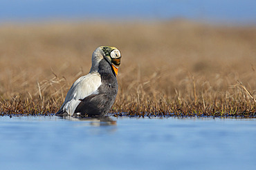 Spectacled eider drake (Somateria fisheri), arctic tundra, Alaska, June 2019