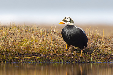 Spectacled eider drake (Somateria fisheri), arctic tundra, Alaska, June 2019