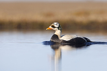 Spectacled eider drake (Somateria fisheri), arctic tundra, Alaska, June 2019