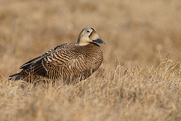 Spectacled eider hen (Somateria fisheri), arctic tundra, Alaska, June 2019