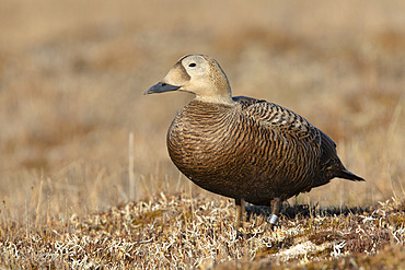 Spectacled eider hen (Somateria fisheri), arctic tundra, Alaska, June 2019